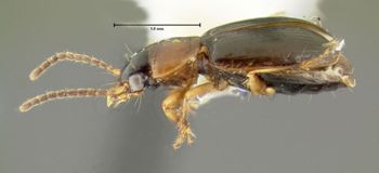 Media type: image;   Entomology 626655 Aspect: habitus lateral view